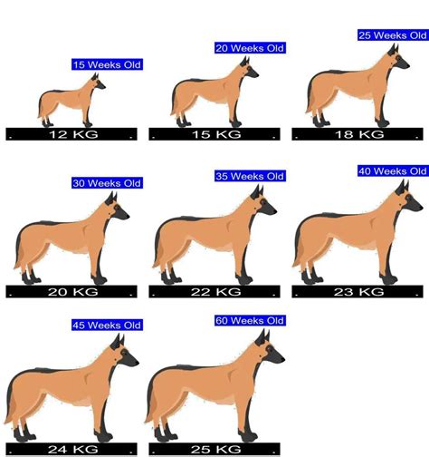 belgian malinois female weight.